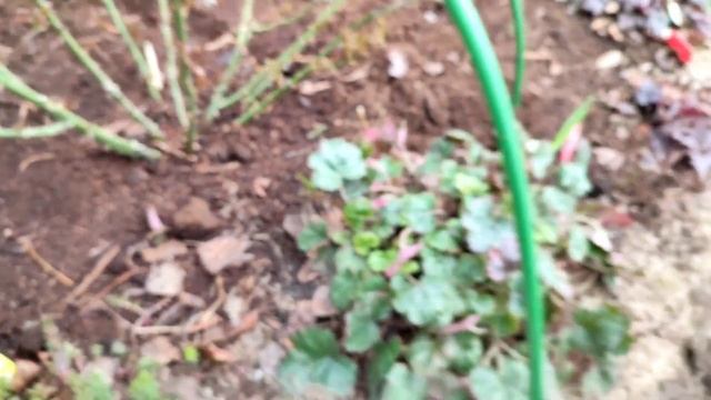 Рабочие выходные👩🌾Посадки/пересадки🌿подкормка ?