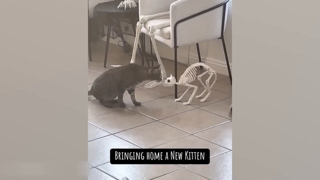 Приколы с котами!! Смешные коты!!! С ОЗВУЧКОЙ! Самые сме?