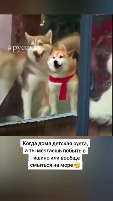 2025-05-19-163324035.mp4