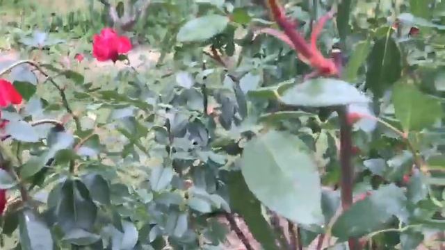 SURPRISING WINTER AND ROSES УДИВИТЕЛЬНАЯ ЗИМА И РОЗЫ