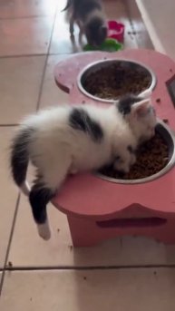 Котейка заснул прямо в миске 🤩🐈😻