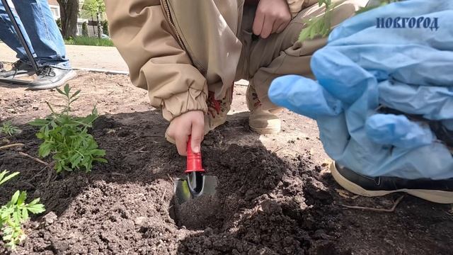 Сквер Мужества украсили бархатцы, выращенные новгородскими школьниками