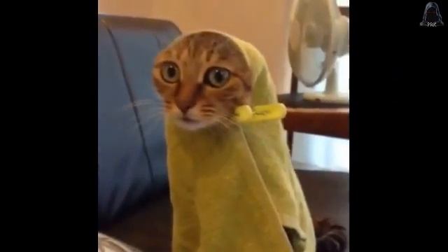Смотреть прикольные коты и кошки 2
