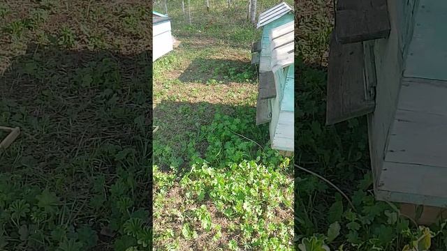 на грани апокалипсиса.