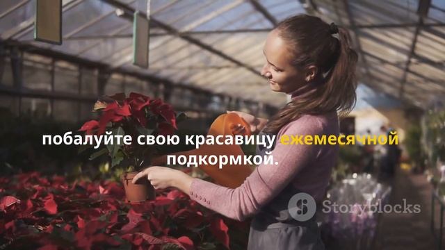 Как вырастить пуансеттию. Полное руководство
