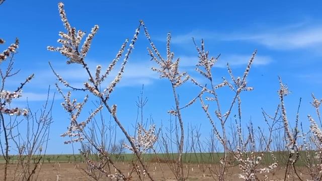Абрикос продовжує цвітіння і дає надію на врожай
