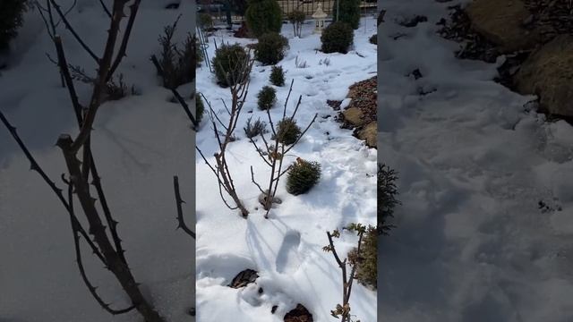 Розы 🌹 после мороза -20. 🥶