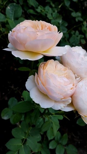 Juliet by David Austin Roses. Троянда Девіда Остіна з весільної кол