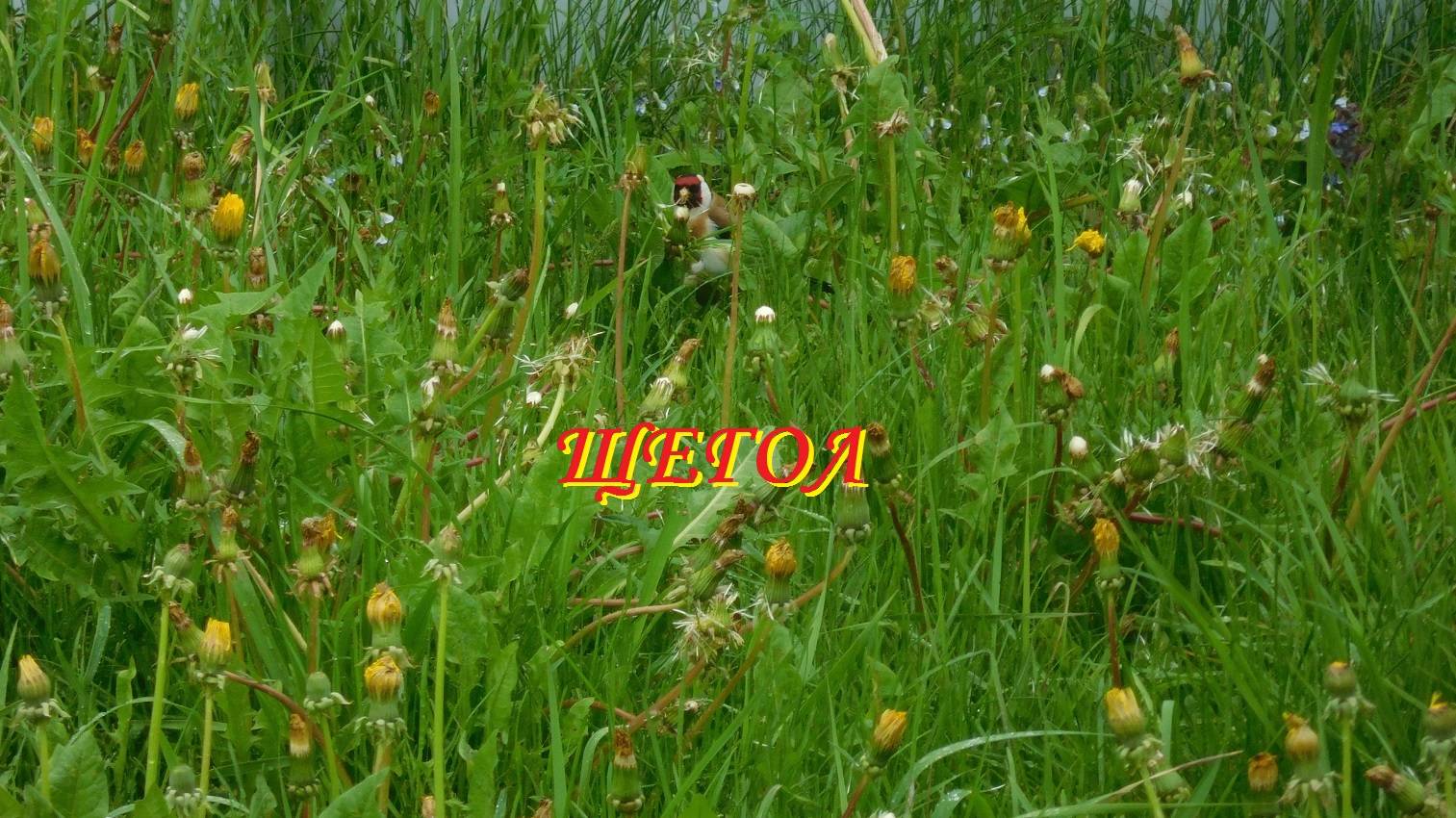 Щегол