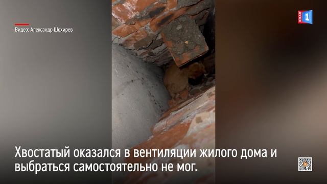 В Ноябрьске развернулась операция по спасению кота из вентиляционной шахты