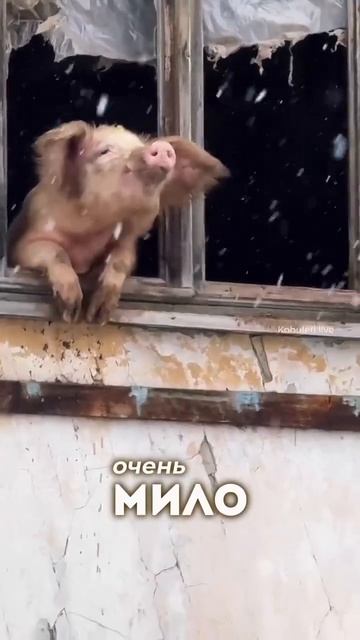 Очень милое видео/ Свинья и снежинки/ Приколы
