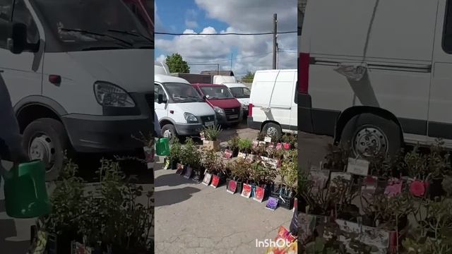 Рязанский рынок.Мои новинки в сад🔥🪴🌺