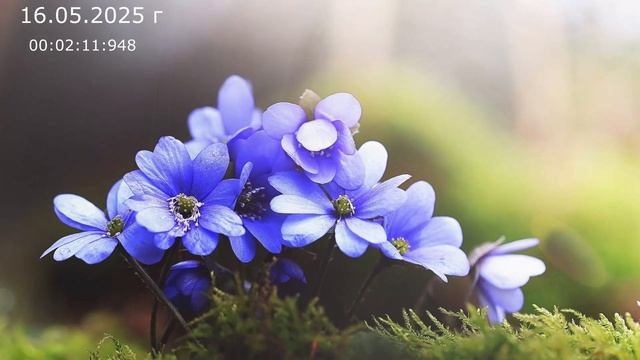 1045 Сон 16.05.2025 г