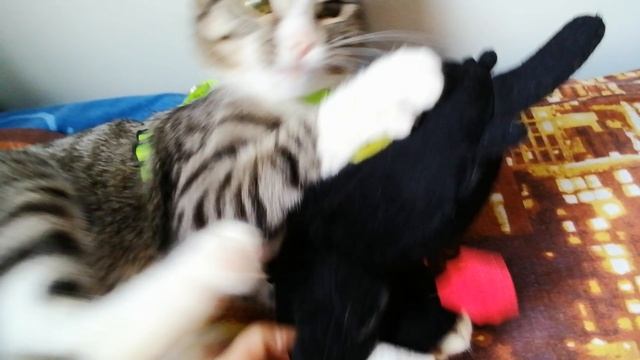Котовасия👁️🐾