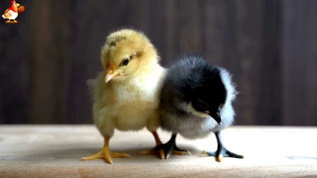 Любовь птицевода к Курочкам 🐥🐔🥚 Нежное видео 🐓 Версия (59)