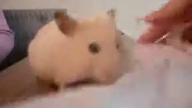 СМЕШНОЙ ХОМЯК