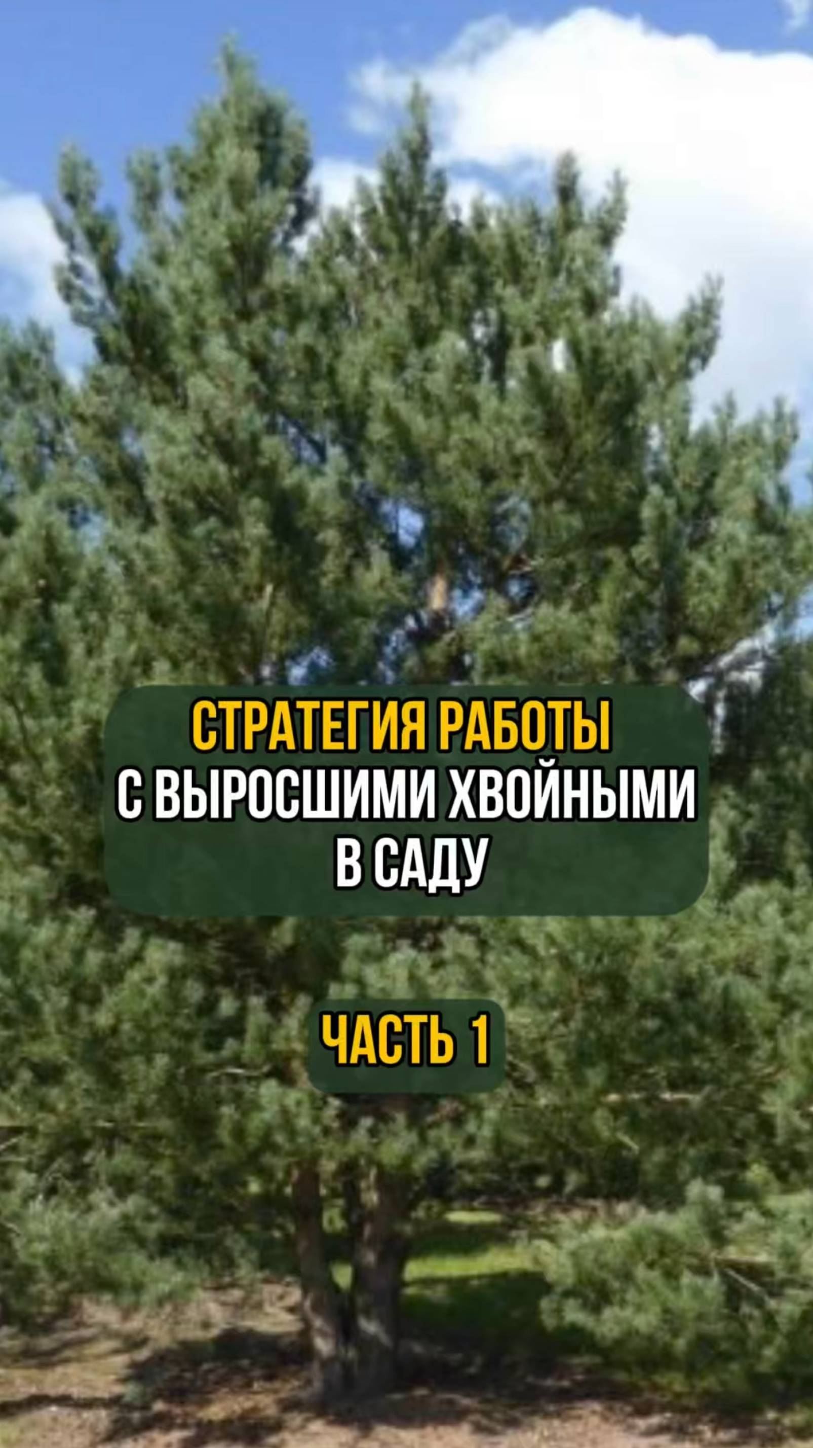 Стратегия работы с выросшими хвойными в саду. Часть 1