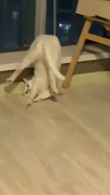 Безумные котят #прикол