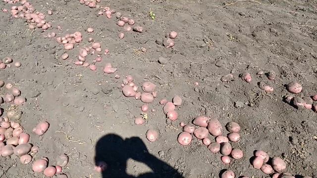 Картофель Шарвари Пирошка.
