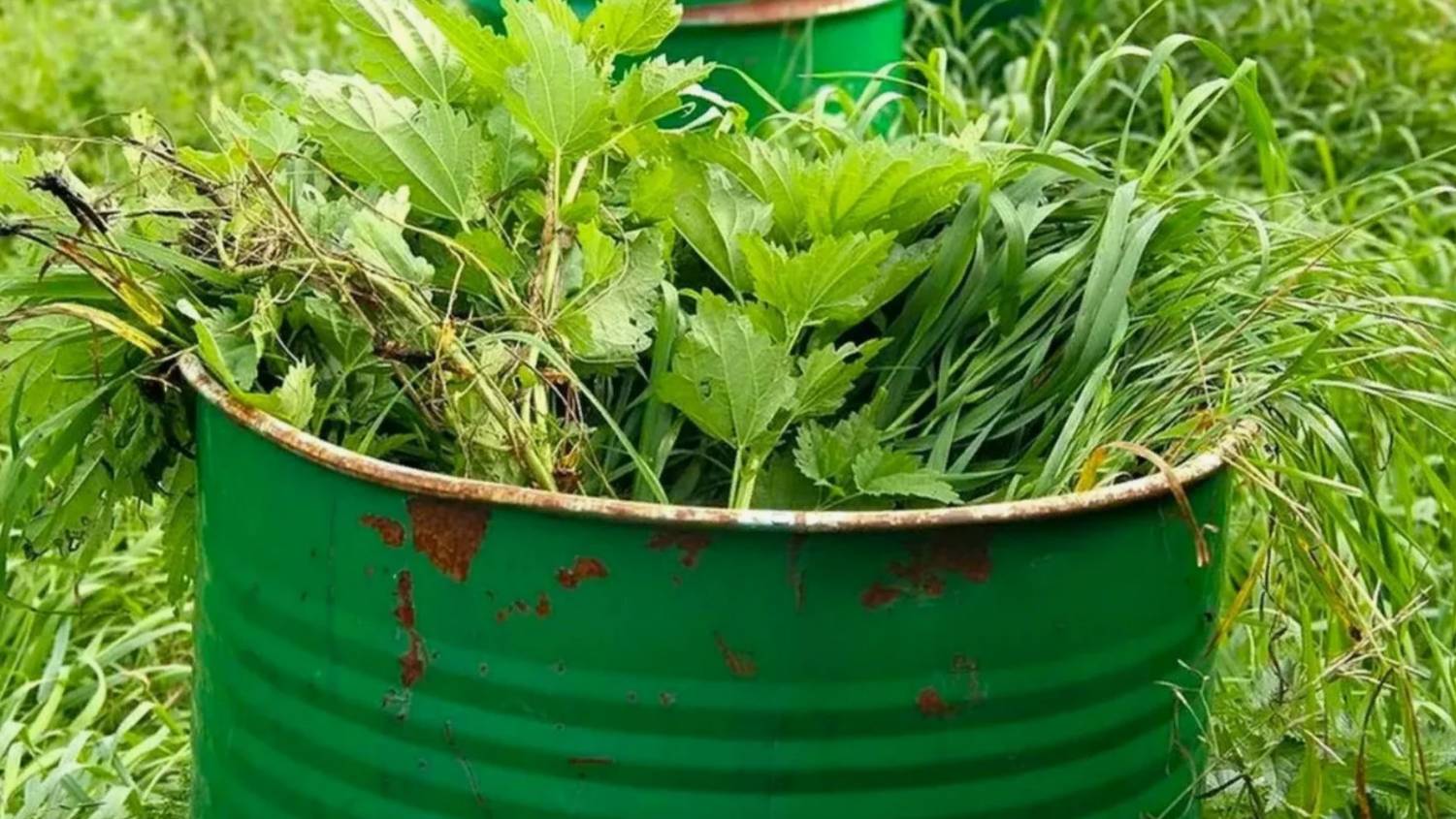 Мощное зеленое удобрение своими руками для богатого урожая