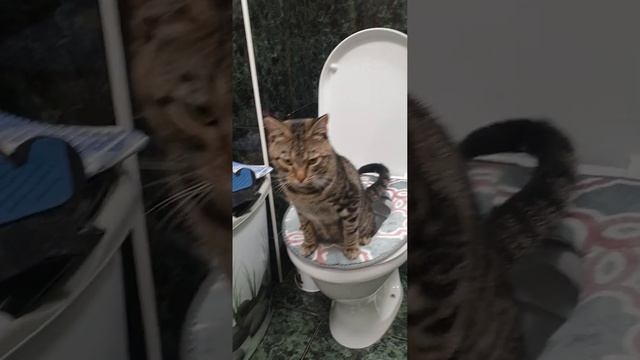 кот Тишуля писает в унитаз #прикол #люблюкотов #котписаетнаунитаз  #рекомендации  #умныйкот
