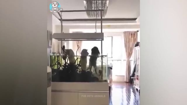 Приколы с животными