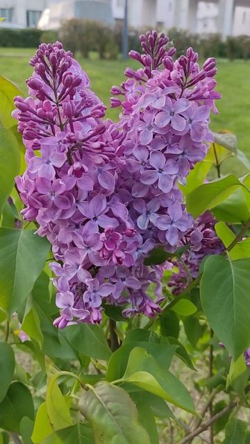 #Сирень расцвела💜Люберецкий парк🔥#весна🌷😍#Подмосковьемай#russia#цветы🌷16.05.2025