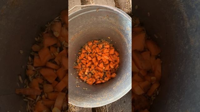 Как повысить удои у коз. Чем кормить коз для высоких удоев. Овощи морковь свекла картофель для коз.