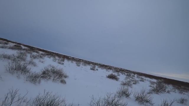 Самый трудовой ВОЛК за 25 лет ОХОТА на ВОЛКОВ,wolf hunting