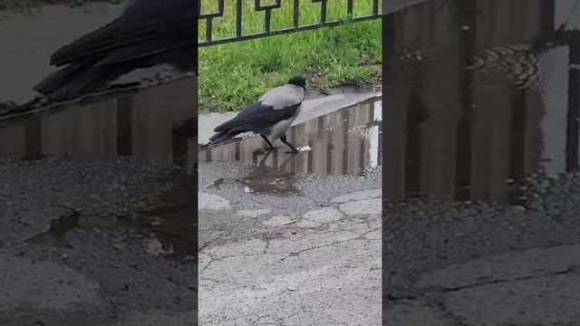 VID_20250521_162307_708.mp4