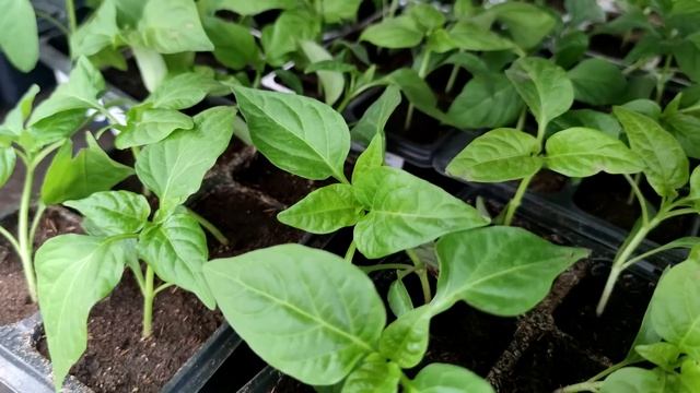 Я Обалдел! 1 Ложка под любую рассаду и она растет очень толстая, низенькая и коренастая