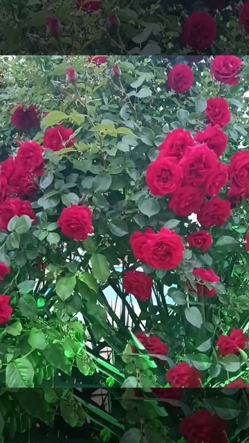 🌹🌹🌹