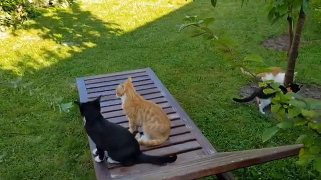 Какие цветы растут у меня на даче часть (3)