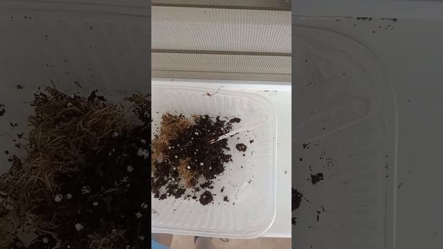 1000008204.mp4