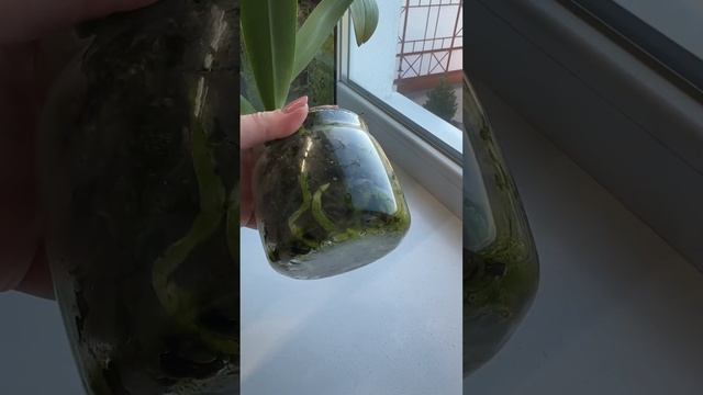 Динамика развития растения за 6 месяцев! Фаленопсис ЗА