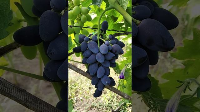 Виноград Надежда ранняя 22 07 2024