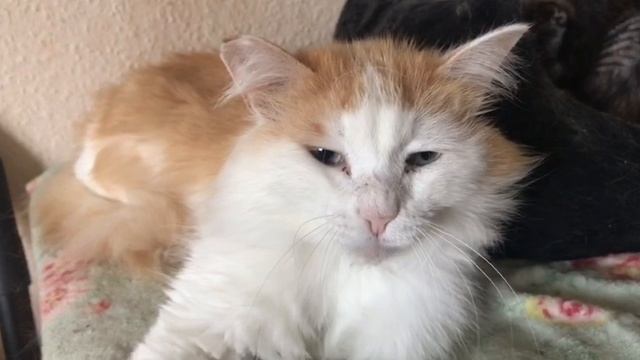 Приехала кошка майя