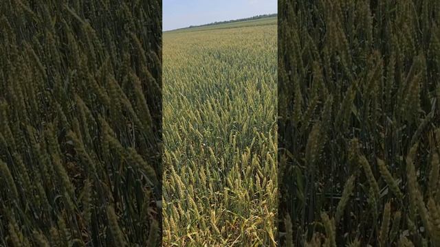 Озимая пшеница сорт Таня день поля Республика Калмыки