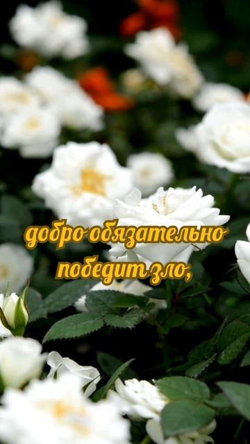 Доброе утро!  #доброеутро #позитив #цветы