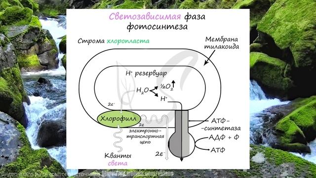 Фотосинтез: Как Растения Превращают Свет в Энергию