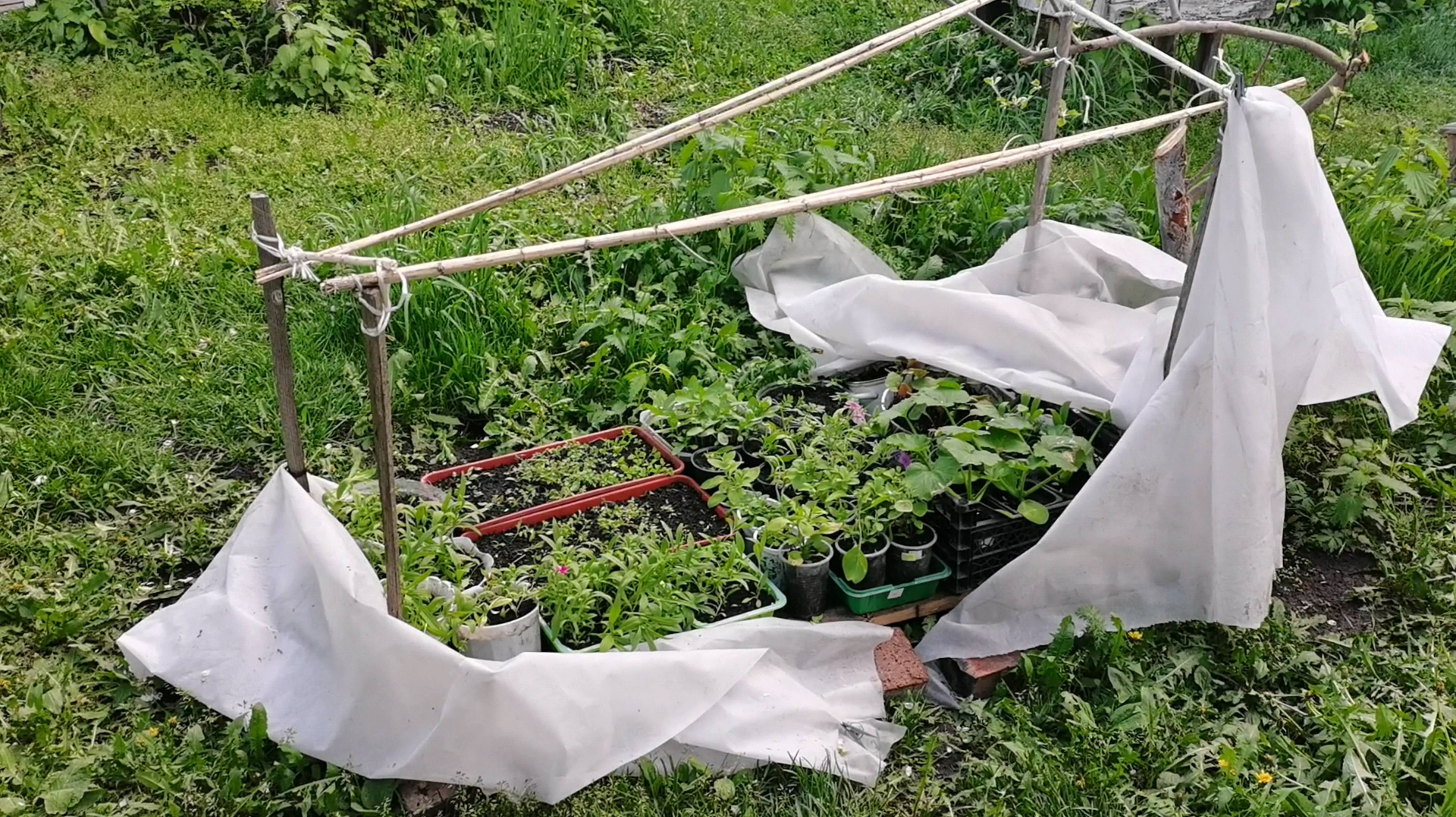 Ураган разрушил балаган с рассадой! Делаю зелёное удобрение и не спешу с посадками.