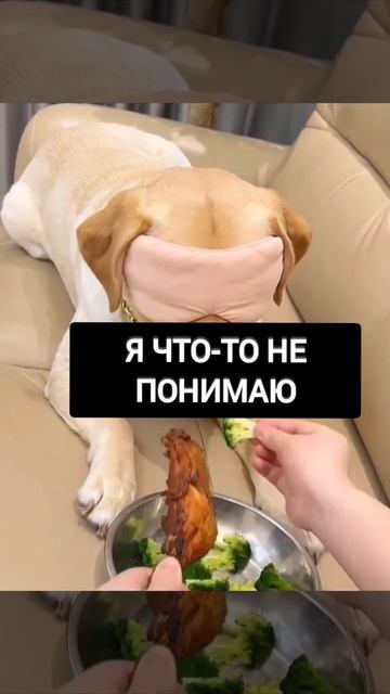 здоровое наедалово...