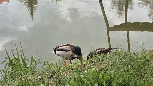 Аносинский пруд и его жители 🦆