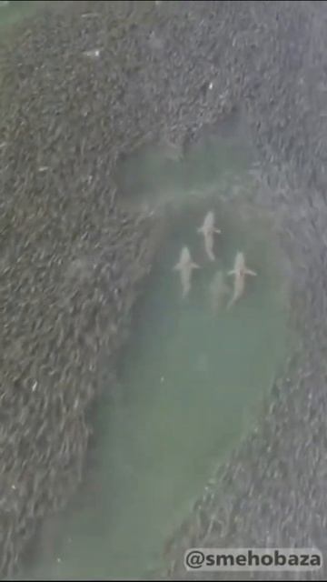 А ну, расступись. Не смешно, но красиво