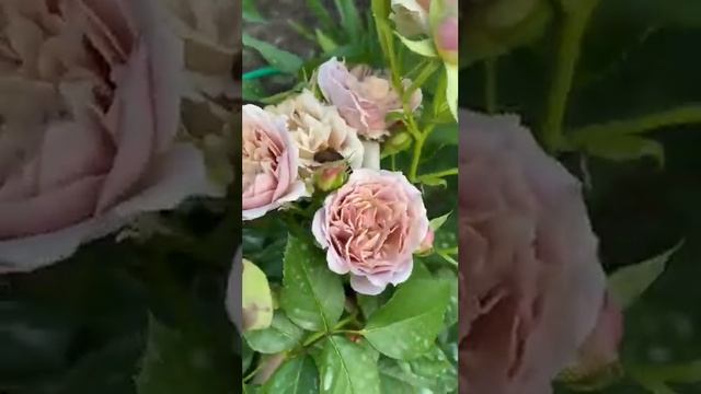 Японская Роза Аои и Лоли. Кто из них лучше? Приглашаю в