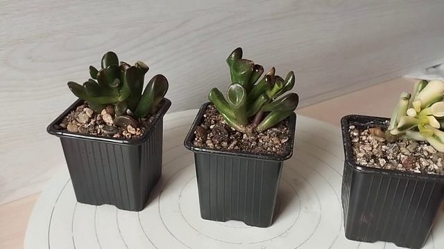 Крассулы Голлум (вариегатные) = Crassula Variegated Gollum