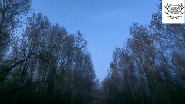 #4. Очень долгожданный и трудовой трофей под занавес охоты Охота на вальдшнепа 2025г.