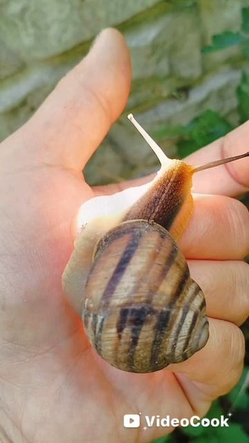 🐌 глупая улитка...ИЛИ НЕТ😉☀️?)))