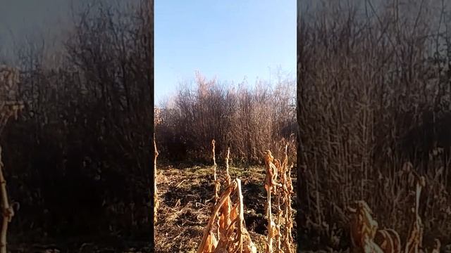 Собираем семена Боливия и Парнизонд 92