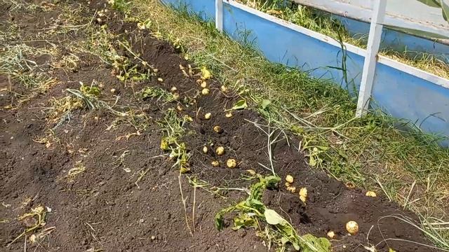 молодой картофель 06.05.2024